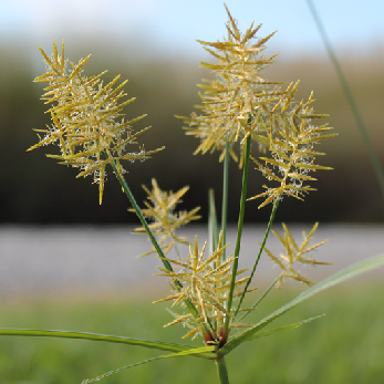 Sedges and grass like weedspng